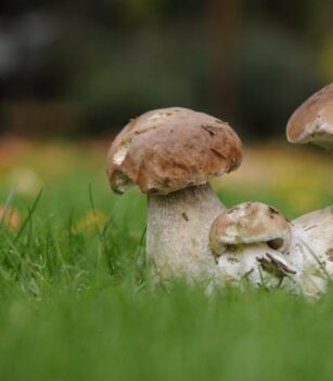 pilze Drei Pilze sitzen im Gras.